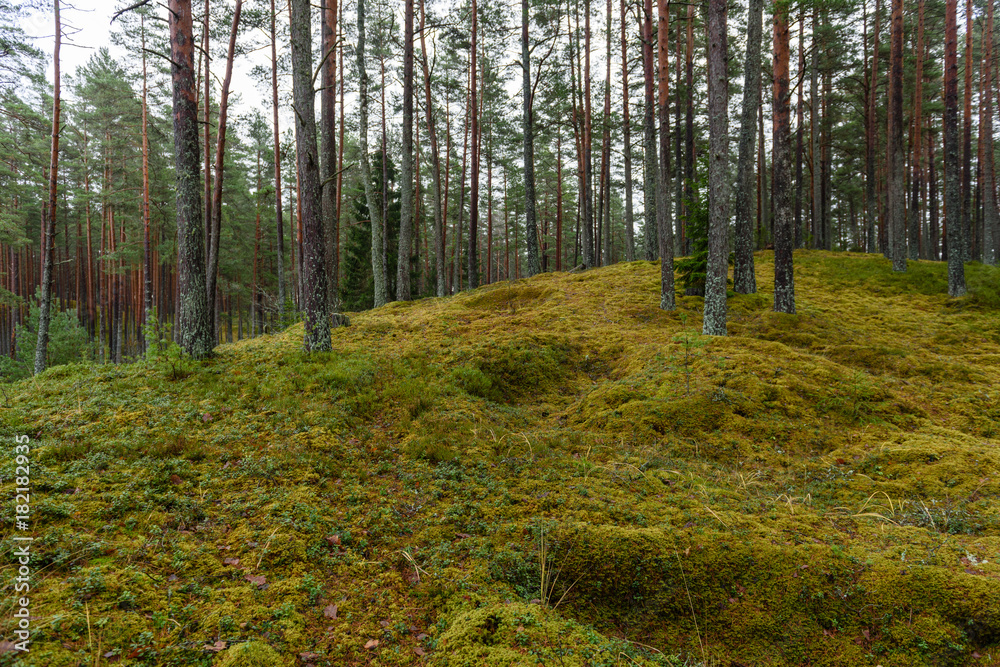 Fototapeta premium pine tree forest with moss covered ground in late autumn