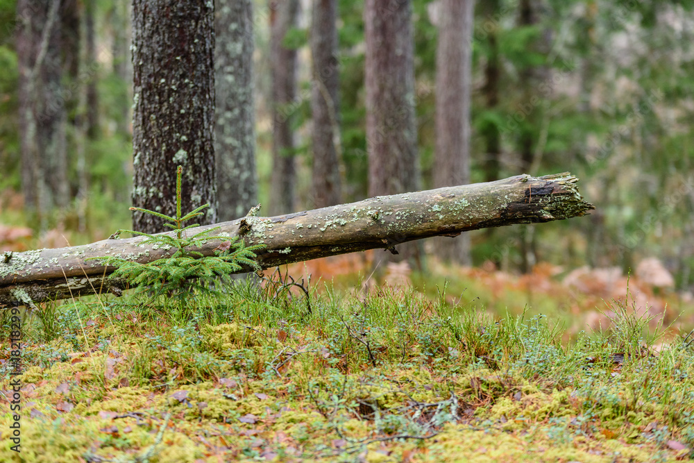 pine tree forest with moss covered ground in late autumn pine tree forest with moss covered ground in late autumn