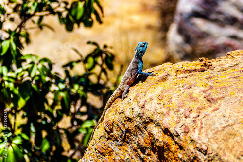 Southern Rock Agama, or Agama Atra, with its blue metallic colered head on a colorful yellow-orange rock at Blyde Canyon along the Panorama Route in Mpumalanga Province of South Africa