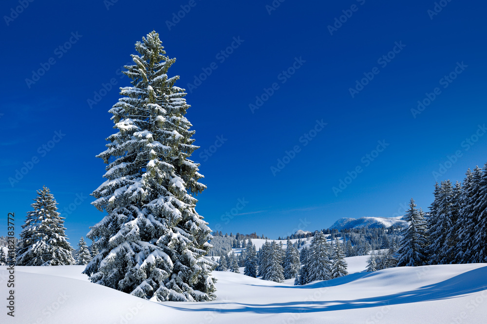 Winter Landscape, Spruce Tree Forest Covered by Snow, Allgäu, Bavaria, Germany