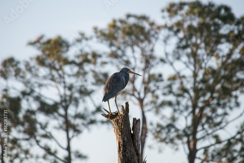 Bird in tree