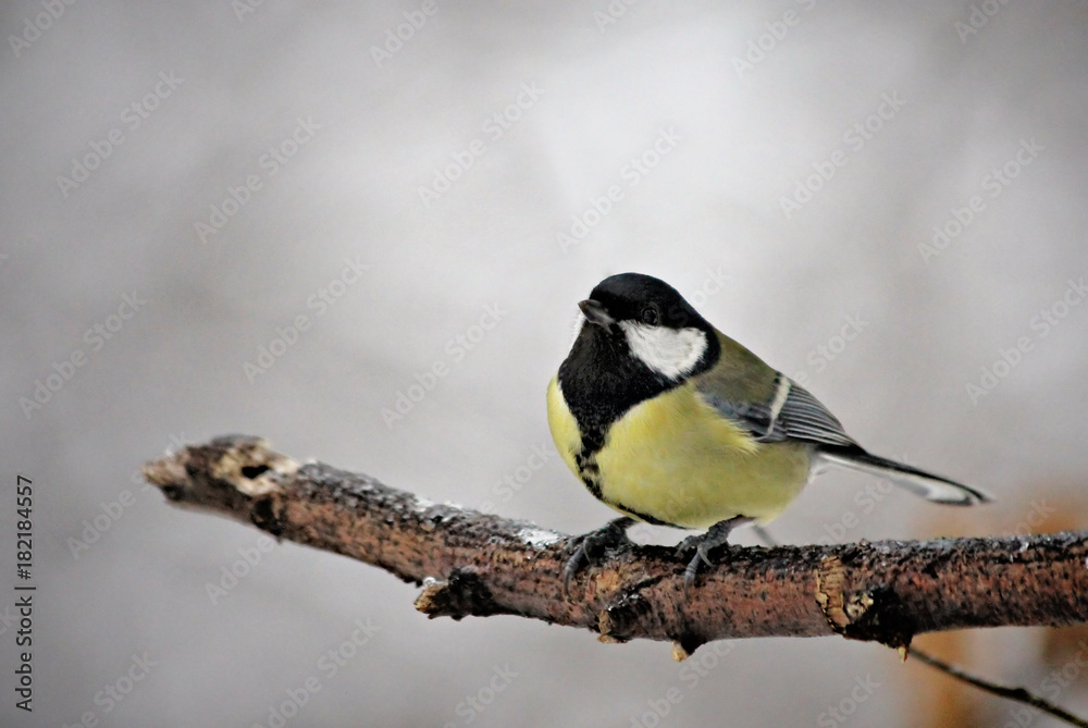 Naklejka premium Great Tit