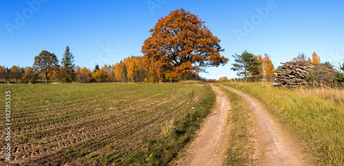 Countryside road in autumn with old oak trees as background