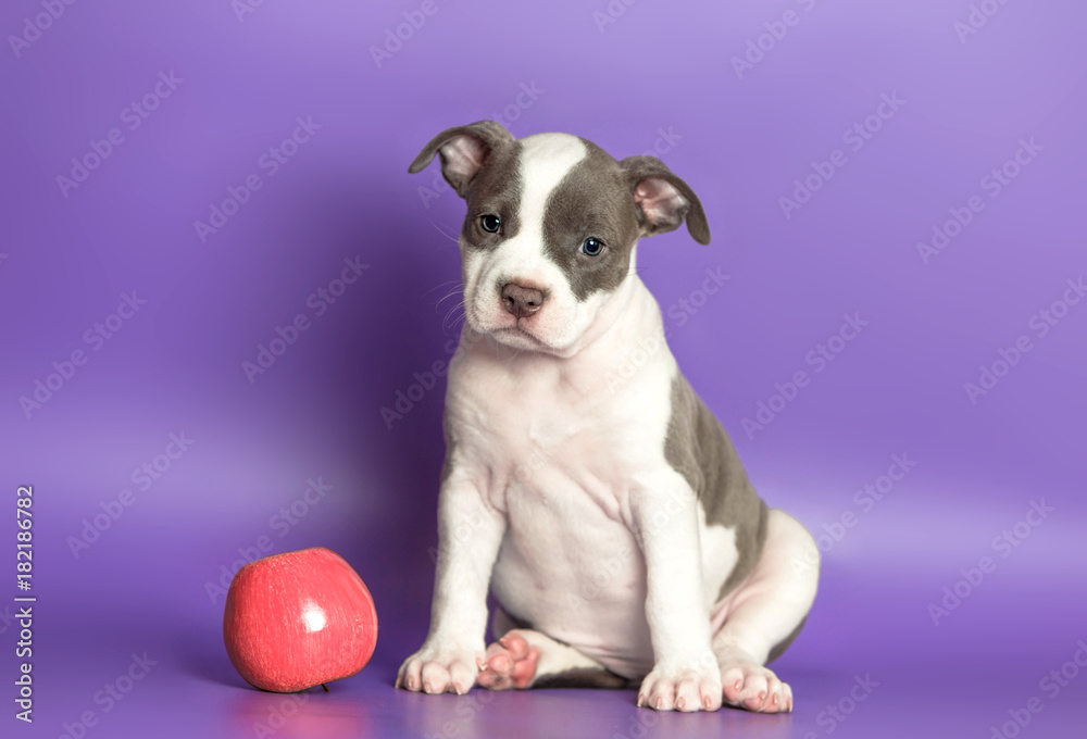 Portrait of a small puppy Staffordshire Terrier Portrait of a small puppy Staffordshire Terrier