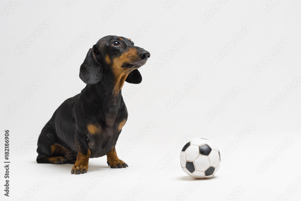 dog of breed of dachshund, black and tan, with a white soccer ball isolated on gray background