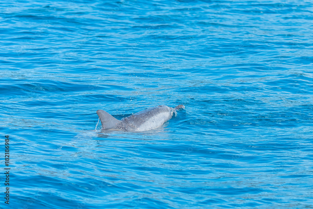 Fototapeta premium Spinner dolphin swimming in Pacific ocean, turquoise sea 