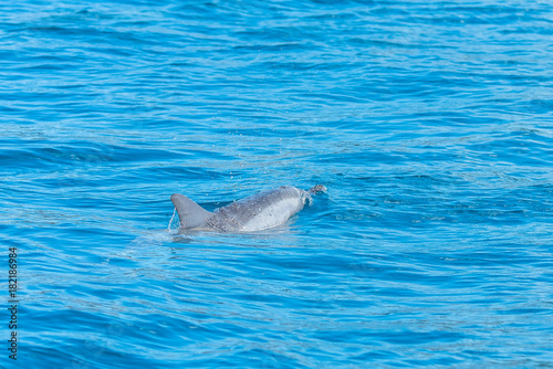 Spinner dolphin swimming in Pacific ocean, turquoise sea 