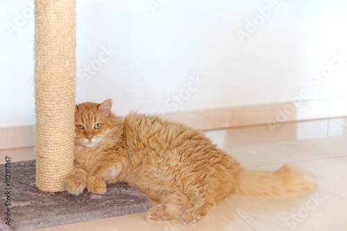 Grumpy domestic ginger cat l