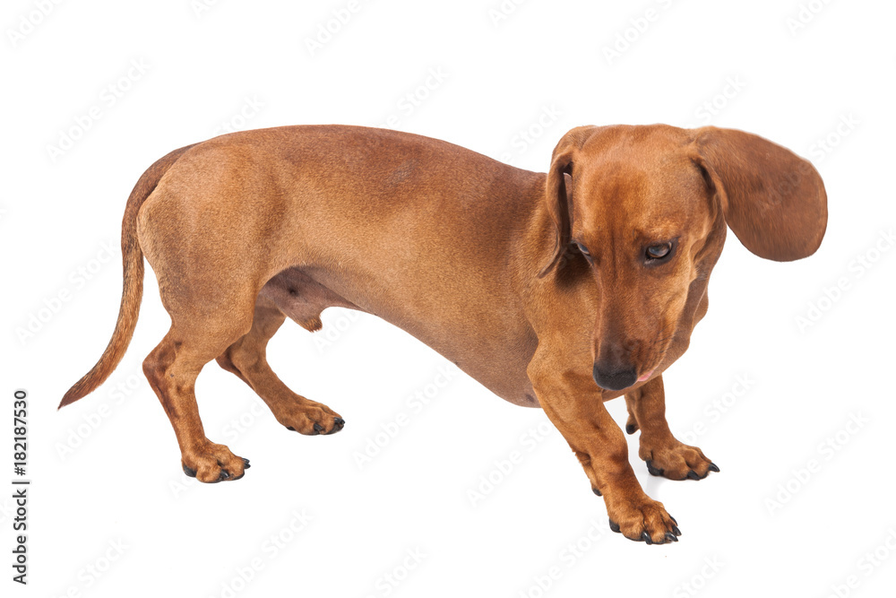 Dachshund Dog isolated over white background