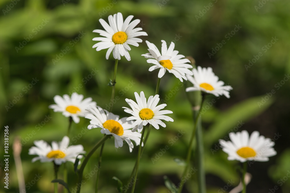 white daisies in summer
