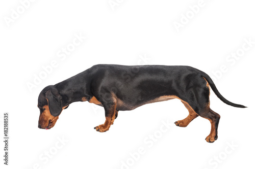 Dachshund Dog isolated over white background