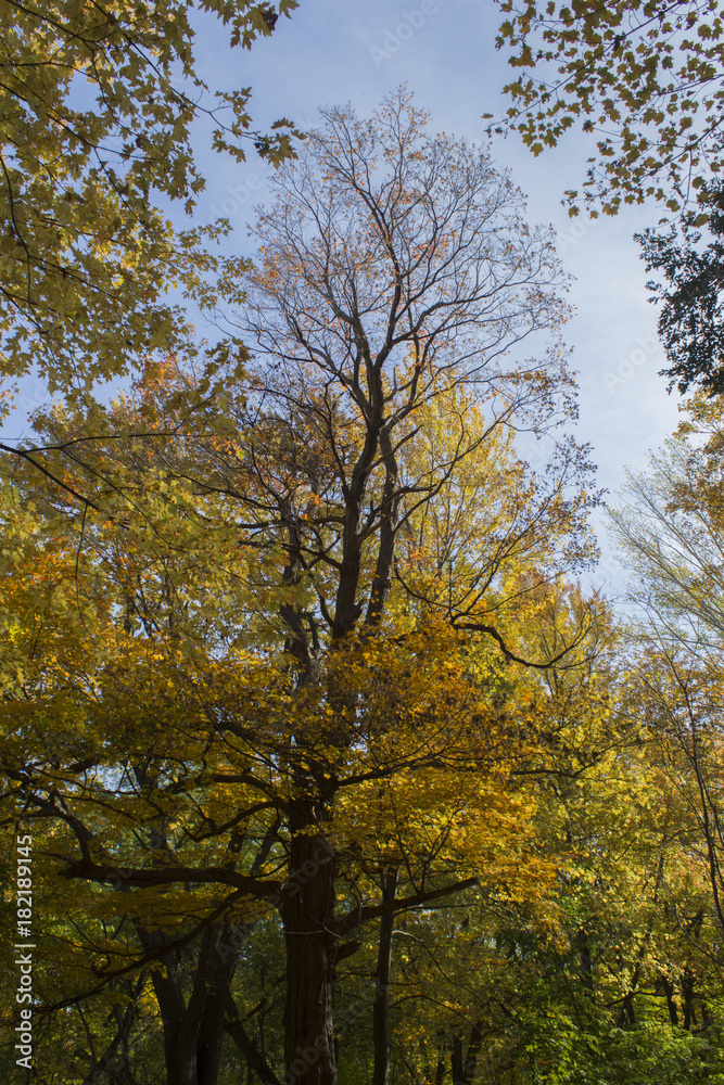 Arbre en automne