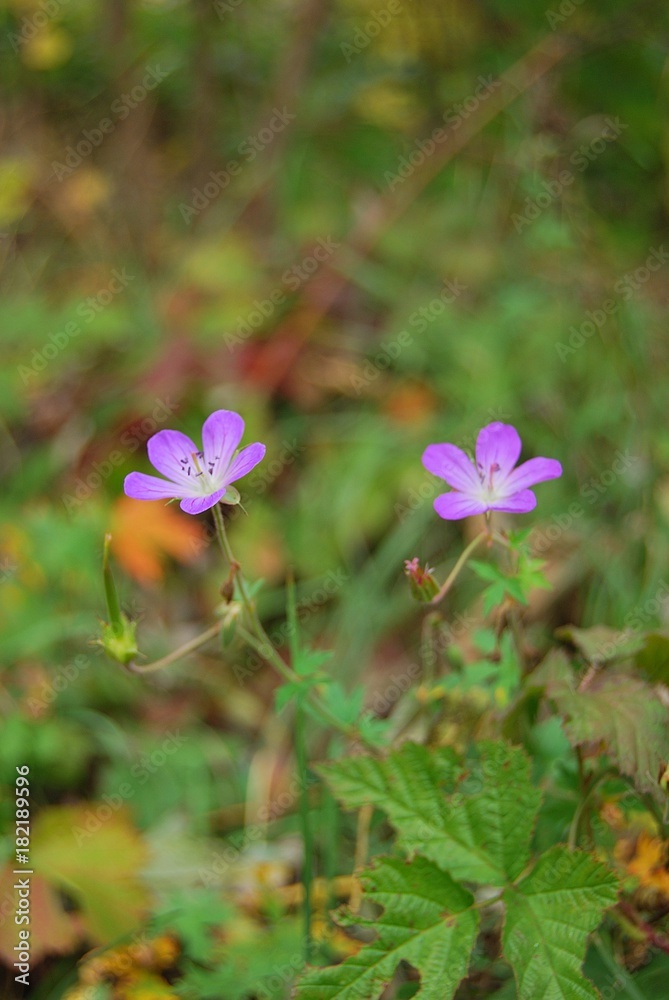 Fototapeta premium flowers