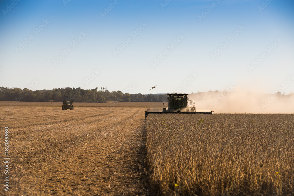 Fototapeta premium soy bean agriculture