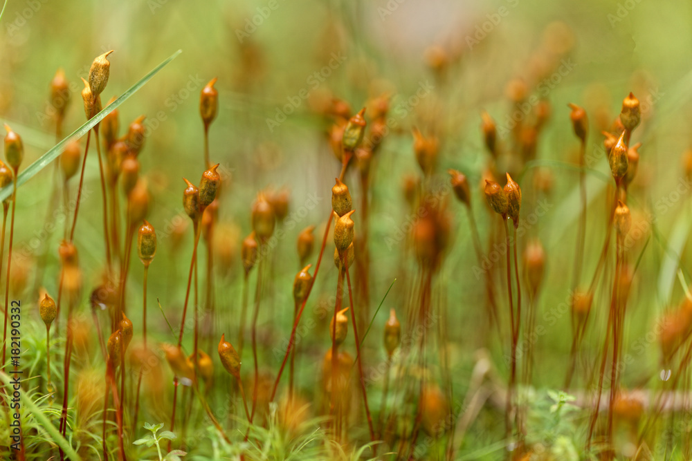 Capsules of common hair moss