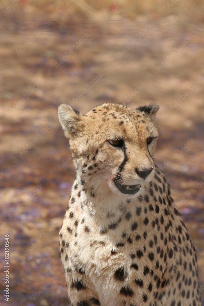 Fototapeta premium Friendly looking cheetah