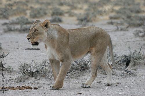 Wild lioness at Etosha National Park, Namibia