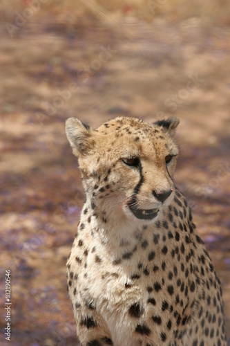 Friendly looking cheetah