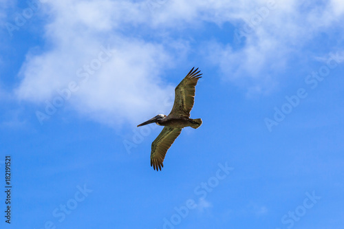 A Pelican in Flight