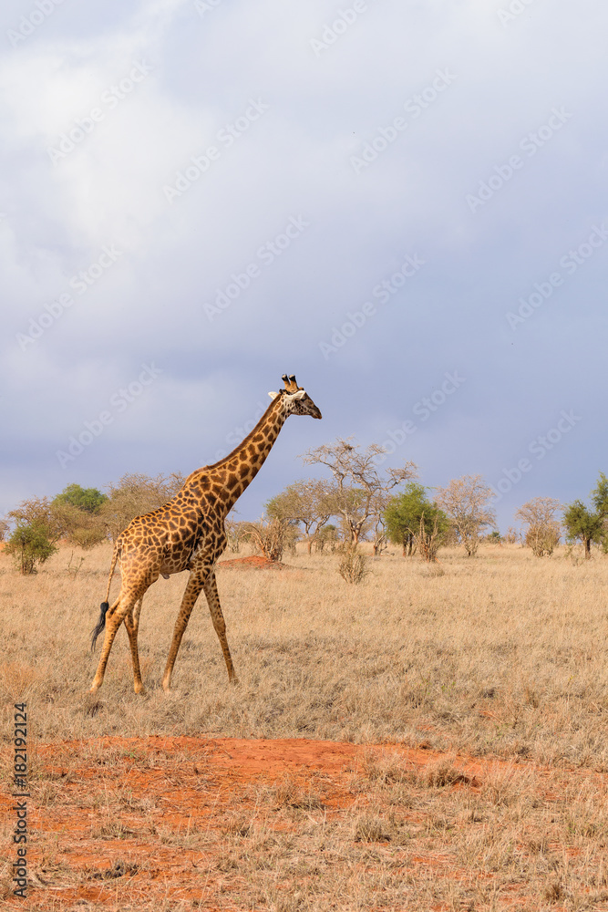 Lonely Giraffe in the Savannah Lonely Giraffe in the Savannah