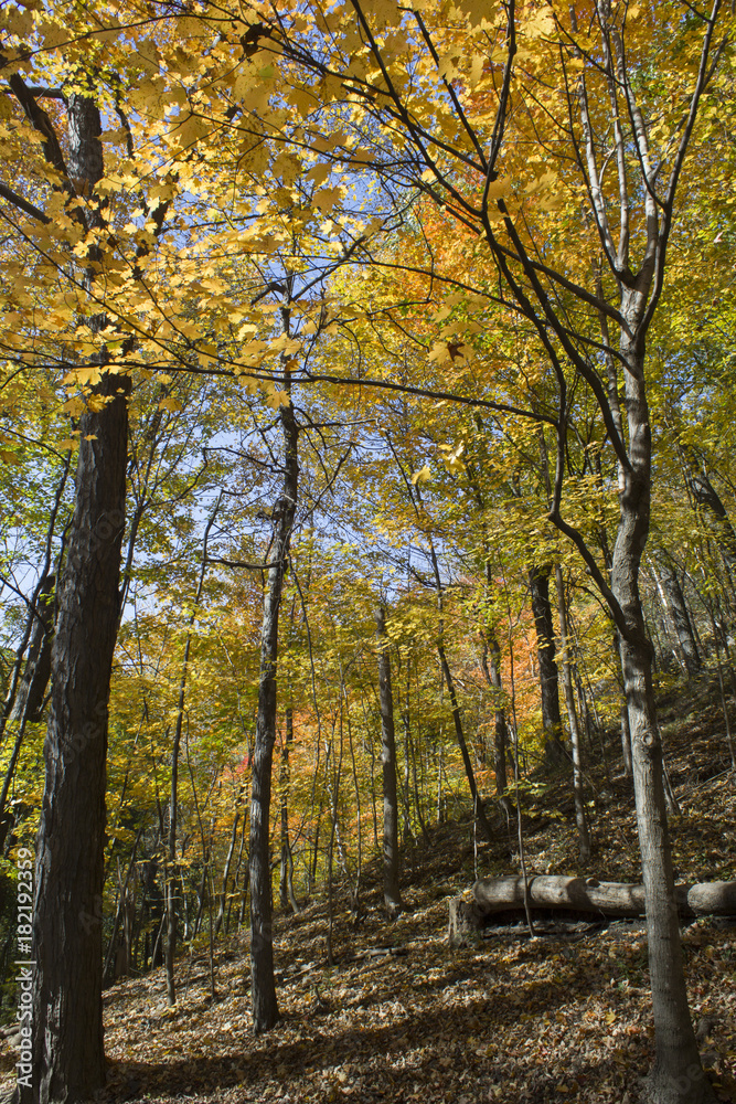 Fototapeta premium Une forêt en automne
