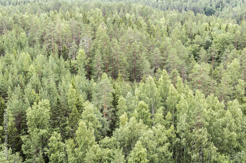 Finnish forests are beautiful green at summer time