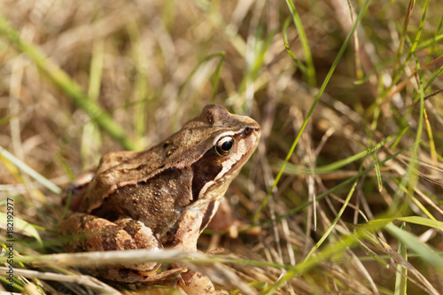 European common frog, Rana temporaria © ChrWeiss