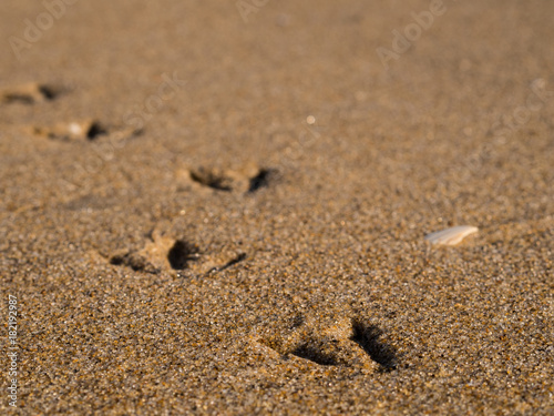 Footsteps of bird in the beach sand