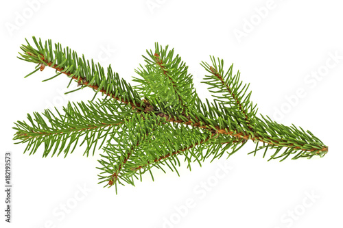 Fir tree branch isolated on a white background