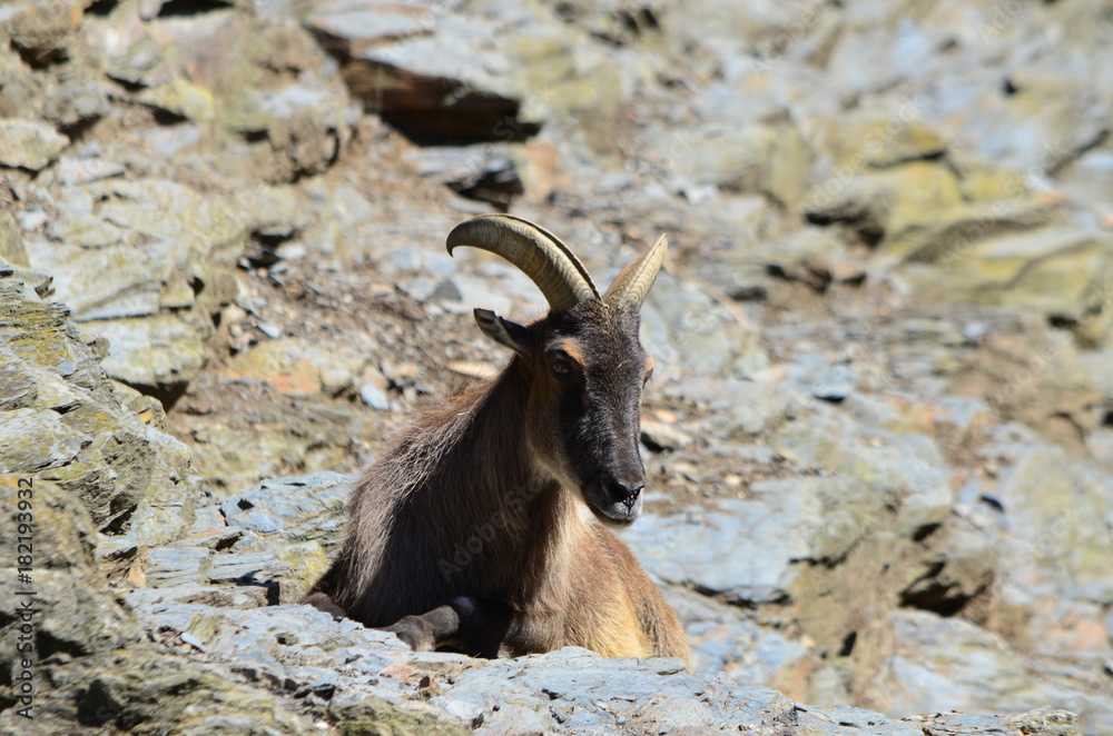 goat on the rocks