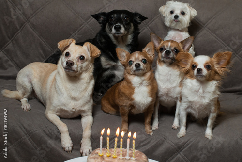 Photography happy birthday