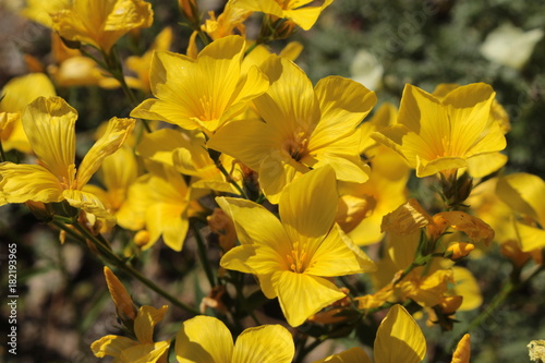 "Yellow Flax" flowers (or Bell Flax, Glocken-Lein) in St. Gallen, Switzerland. Its Latin name is Linum Campanulatum (Syn Linum Glandulosum), native to western Mediterranean region.