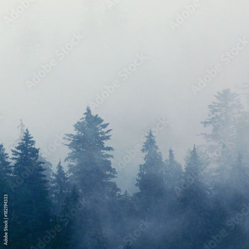 Foggy morning summer landscape with fir trees, seasonal travel hipster background © Roxana
