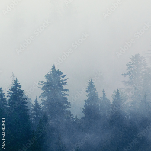 Foggy morning summer landscape with fir trees, seasonal travel hipster background