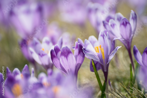 Beautiful violet crocus flowers growing on the dry grass  the first sign of spring. Seasonal easter background.