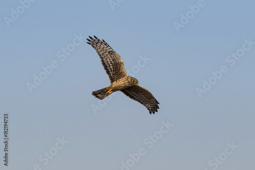 Bird northern harrier hunting from high above wetlands