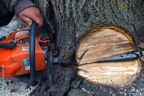 Sawing tree with chainsaw close up photo