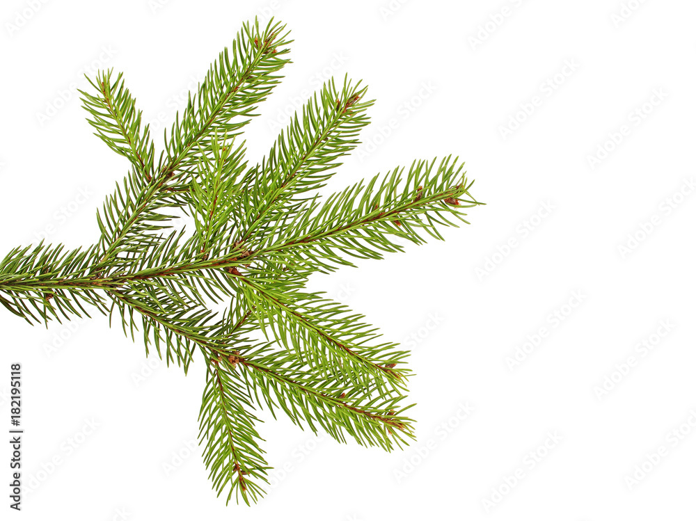 Fir branch isolated on white background