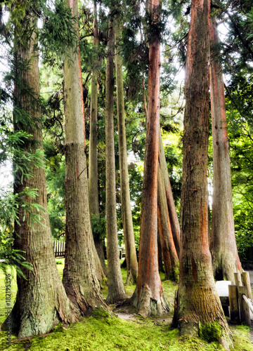 Japanese Tea Garden, Golden Gate Park, San Francisco, California, CA, USA photo