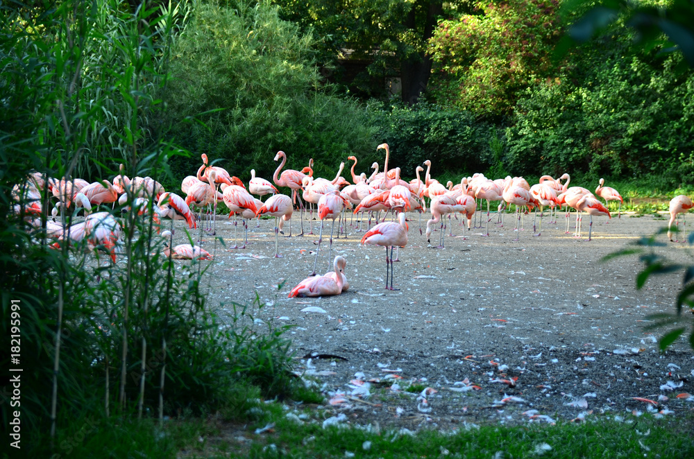 Obraz premium Flamingos on the lake