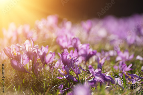 Beautiful violet crocus flowers growing on the dry grass, the first sign of spring. Seasonal sunny easter background.