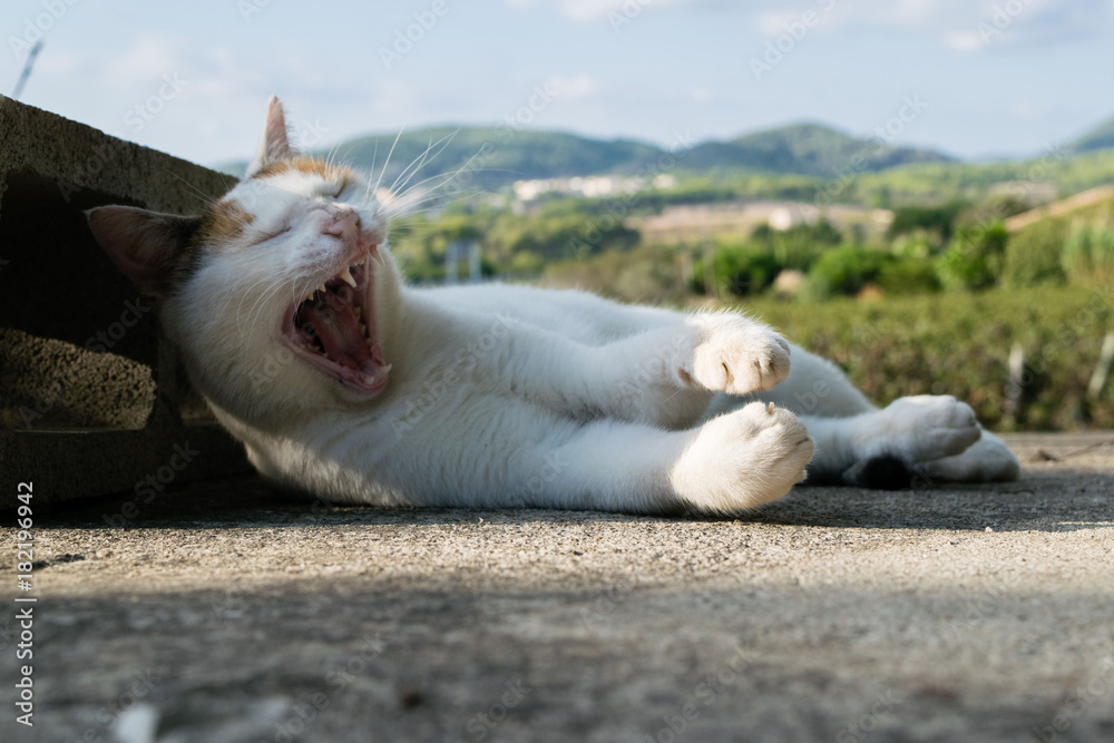 Yawning white cat, sleepy cat in the park Yawning white cat, sleepy cat in the park