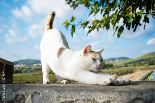 Fototapeta Naklejka Na Ścianę i Meble -  Yoga cat stretches herself elevating back, good morning