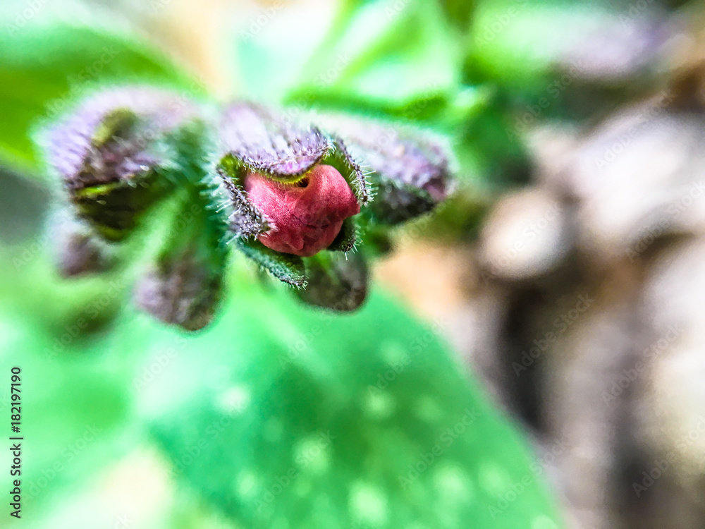 Fototapeta premium Mohnknospe kontrastreich