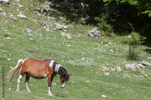 Cavallo libero nel Parco Nazionale del Cilento e Vallo di Diano, primavera; Free horses 
 photo