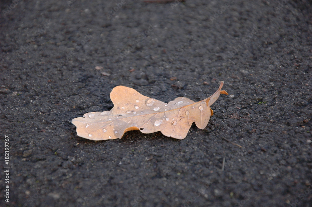 Yellow oak leaf in autumn on the asphalt. Yellow oak leaf in autumn on the asphalt.