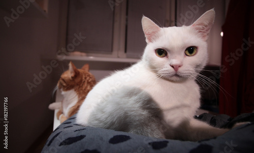 white cat with huge eyes and red cat in the background © agarianna