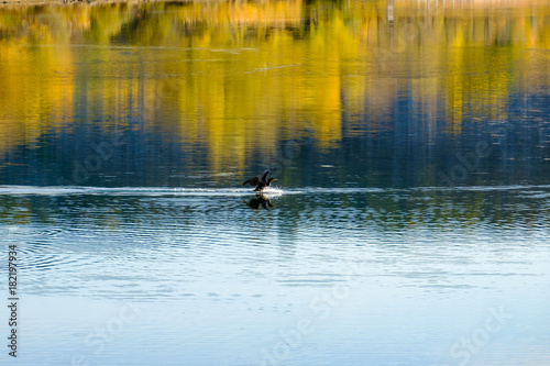 Paysage, surface d'eau de lac, un cormoran est en train d'amerrir.