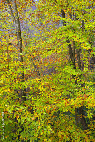 Fototapeta Naklejka Na Ścianę i Meble -  Autumn forest landscape background
