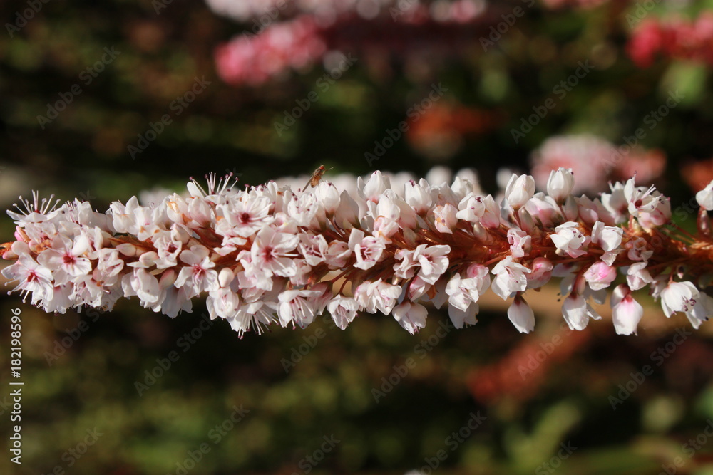 Himalayan Bistort" flower (or Fleece Flower, Knotweed) in St. Gallen,  Switzerland. Its Latin name is Polygonum Affine (Syn Persicaria Affinis or  Bistorta Affinis), native to Nepal. Stock Photo | Adobe Stock